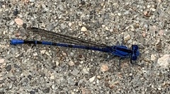 Argia vivida