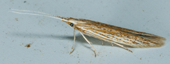 Coleophoridae