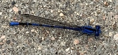 Argia vivida