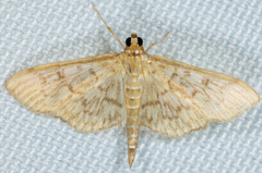 Herpetogramma theseusalis