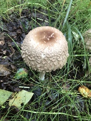 Chlorophyllum olivieri