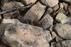 Trimerotropis pallidipennis