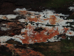 Steccherinum ochraceum