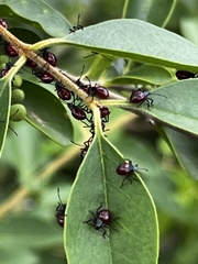 Asopinae