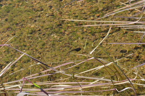iNaturalist observation photo of Pacific chorus frog