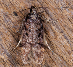 Chionodes mediofuscella