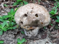 Calvatia cyathiformis