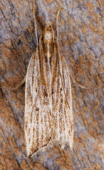 Helcystogramma hystricella
