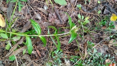 Gentiana cruciata