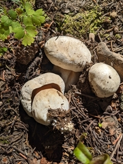 Boletus barrowsii