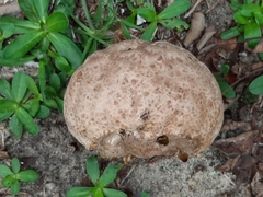 Calvatia cyathiformis