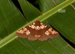 Saroba pustulifera
