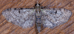 Eupithecia miserulata