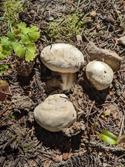 Boletus barrowsii