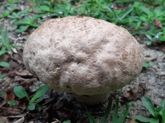 Calvatia cyathiformis