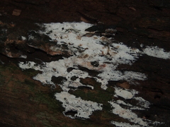 Steccherinum ochraceum