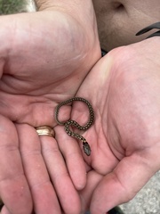 Thamnophis marcianus