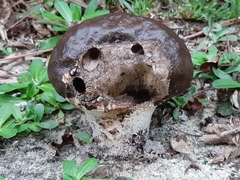 Calvatia cyathiformis