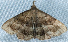 Phalaenostola larentioides