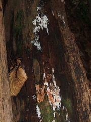 Steccherinum ochraceum