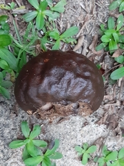 Calvatia cyathiformis