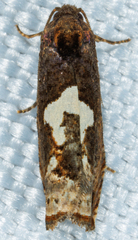 Epiblema otiosana