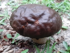 Calvatia cyathiformis