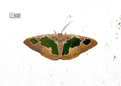 Celenna festivaria