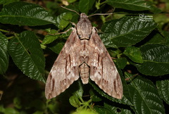 Psilogramma increta