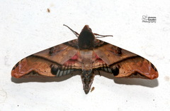 Amplypterus panopus