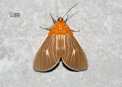 Asota producta
