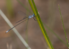 Lestes vigilax