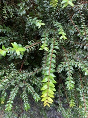 Metrosideros diffusa