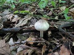Agaricus leptocaulis