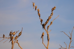 Nymphicus hollandicus