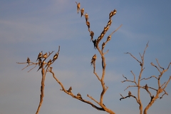 Nymphicus hollandicus