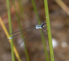 Lestes vigilax