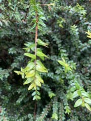 Metrosideros diffusa