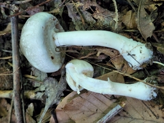 Agaricus leptocaulis