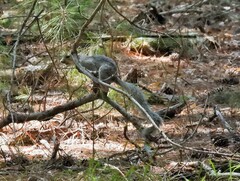 Sciurus niger cinereus