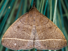 Zanclognatha marcidilinea