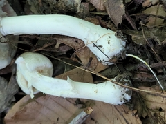 Agaricus leptocaulis