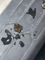 Psilocybe caerulipes