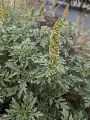 Ambrosia chamissonis