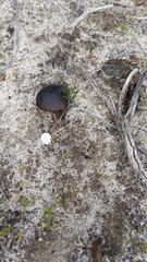 Entolomataceae