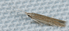 Coleophoridae