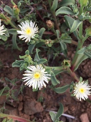 Mesembryanthemum aitonis