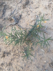 Talinum aurantiacum
