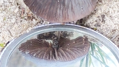 Entolomataceae