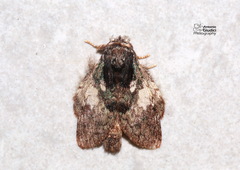 Syntypistis comatus